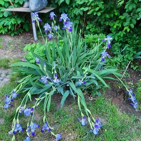 Kunstoase Am Blauen Haus Drážďany
