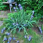 Kunstoase Am Blauen Haus Dresde