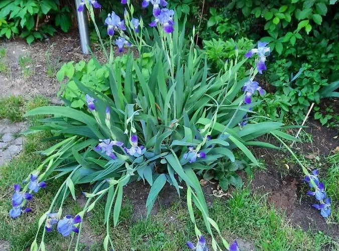 Kunstoase Am Blauen Haus Δρέσδη